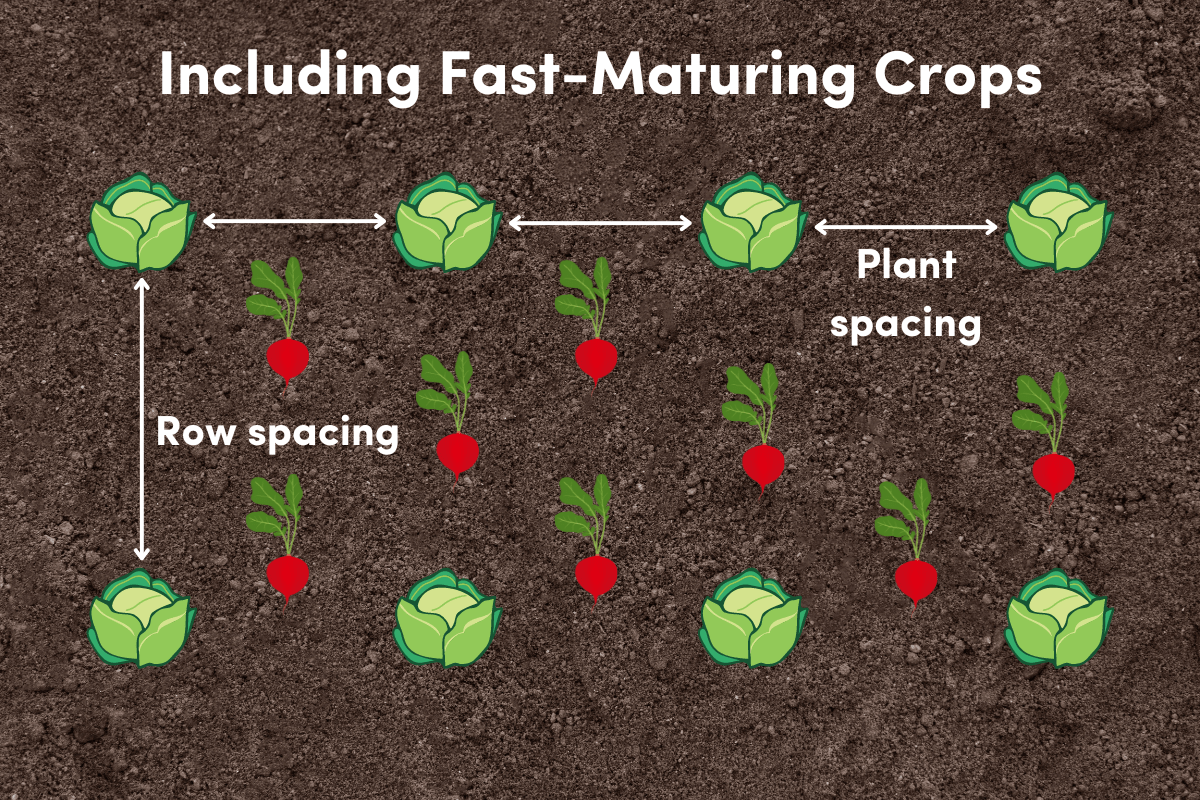 Spacing Matters Why Vegetable Plants Need to Keep Their Distance The